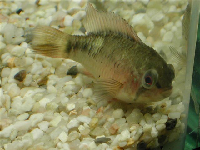 Aeromonas hydrophila / Pseudomonas fluorescens